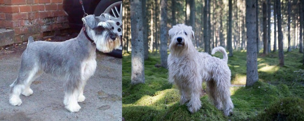 Soft-Coated Wheaten Terrier vs Miniature Schnauzer - Breed Comparison