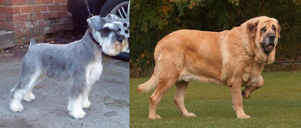 Spanish Mastiff vs Miniature Schnauzer - Breed Comparison