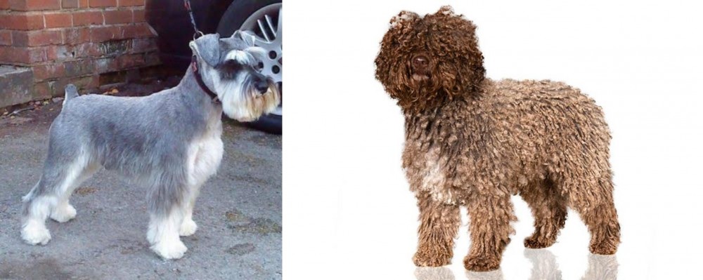 Spanish Water Dog vs Miniature Schnauzer - Breed Comparison