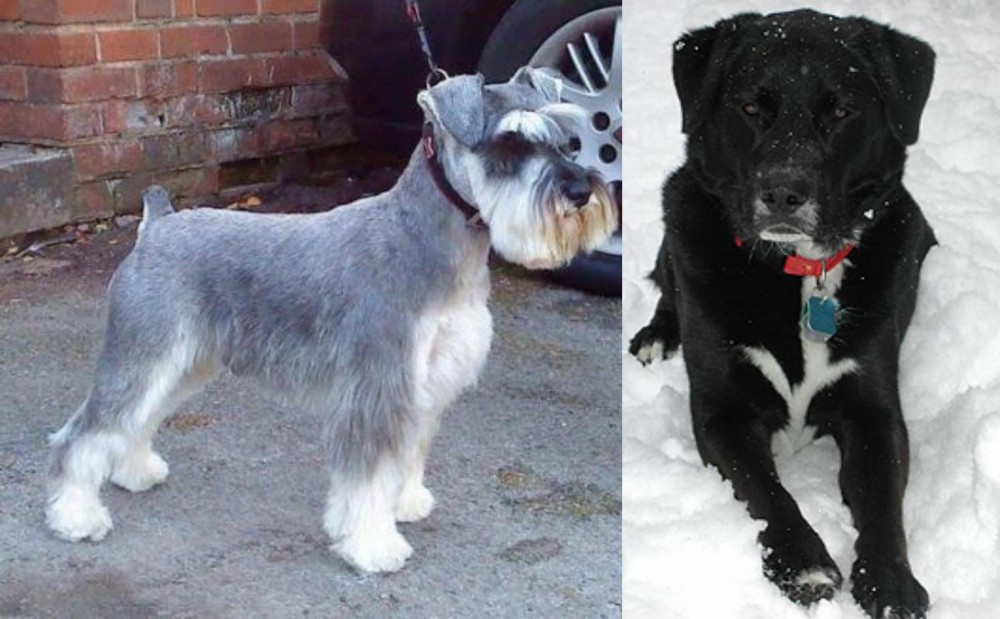 St. John's Water Dog vs Miniature Schnauzer - Breed Comparison