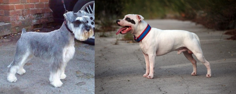 Staffordshire Bull Terrier vs Miniature Schnauzer - Breed Comparison
