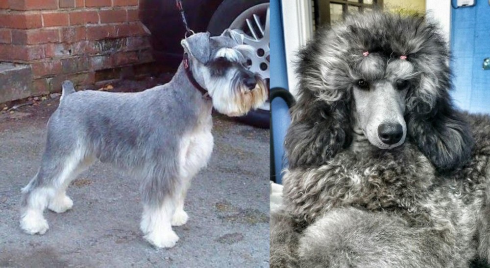 Standard Poodle vs Miniature Schnauzer - Breed Comparison