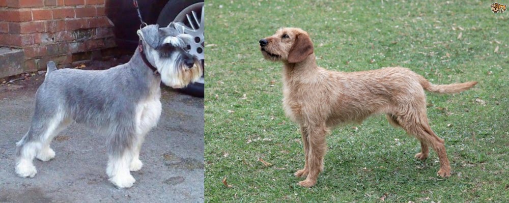 Styrian Coarse Haired Hound vs Miniature Schnauzer - Breed Comparison