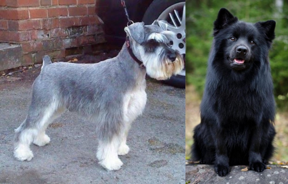 Swedish Lapphund vs Miniature Schnauzer - Breed Comparison