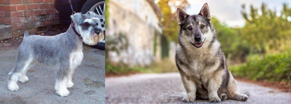 Swedish Vallhund vs Miniature Schnauzer - Breed Comparison