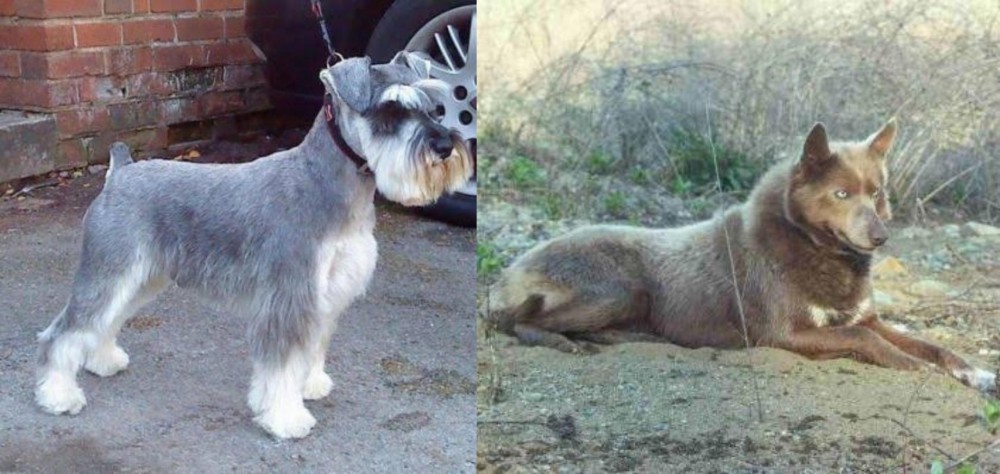 Tahltan Bear Dog vs Miniature Schnauzer - Breed Comparison