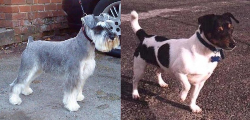 Teddy Roosevelt Terrier vs Miniature Schnauzer - Breed Comparison
