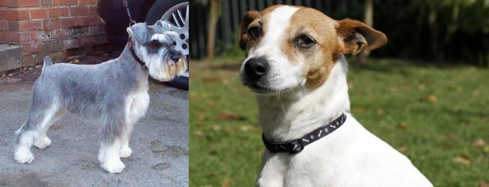 Tenterfield Terrier vs Miniature Schnauzer - Breed Comparison