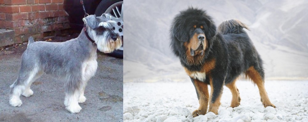 Tibetan Mastiff vs Miniature Schnauzer - Breed Comparison