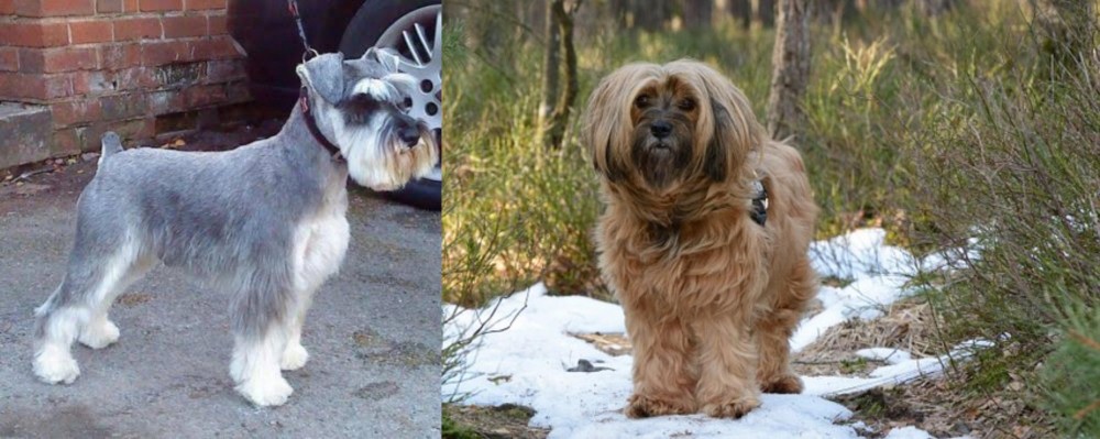 Tibetan Terrier vs Miniature Schnauzer - Breed Comparison
