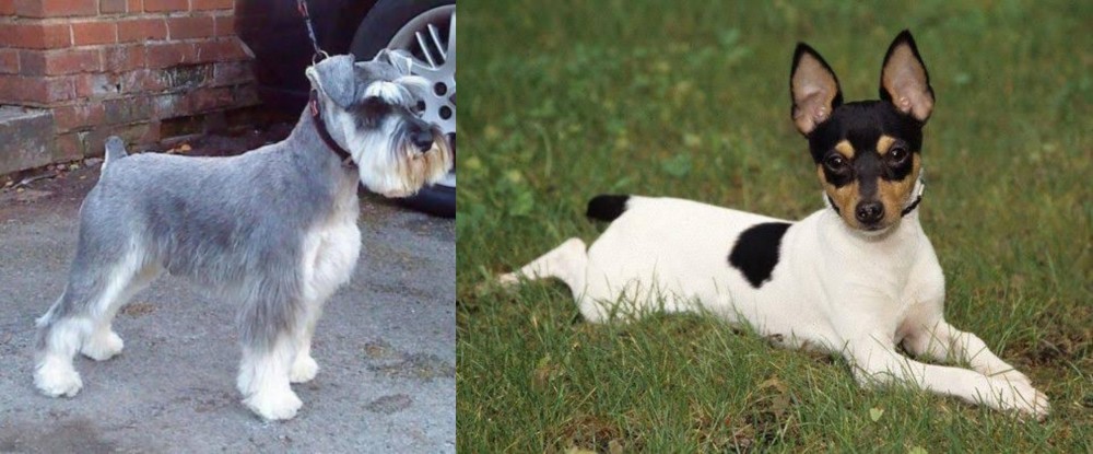 Toy Fox Terrier vs Miniature Schnauzer - Breed Comparison