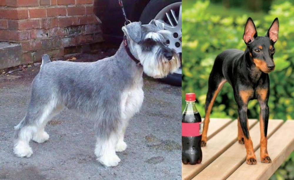 Toy Manchester Terrier vs Miniature Schnauzer - Breed Comparison