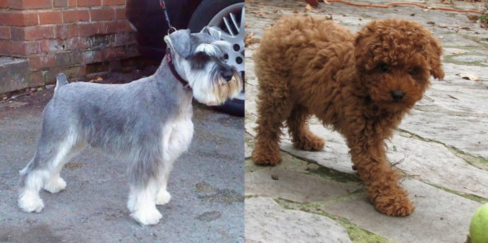 Toy Poodle vs Miniature Schnauzer - Breed Comparison