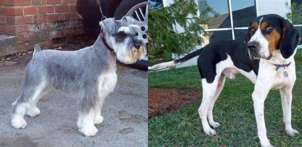 Treeing Walker Coonhound vs Miniature Schnauzer - Breed Comparison