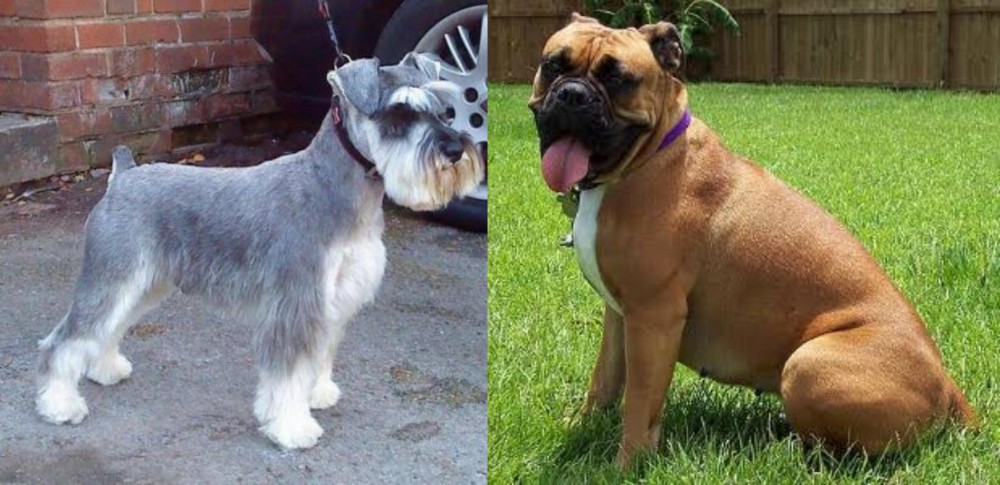 Valley Bulldog vs Miniature Schnauzer - Breed Comparison
