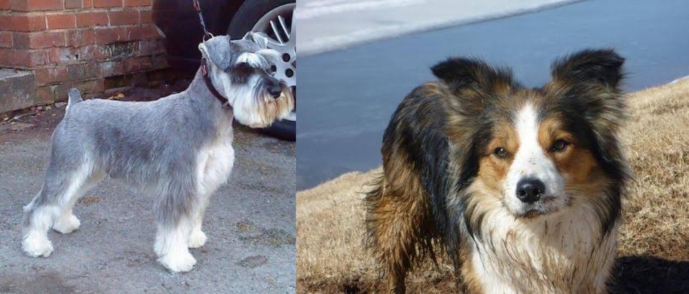 Welsh Sheepdog vs Miniature Schnauzer - Breed Comparison