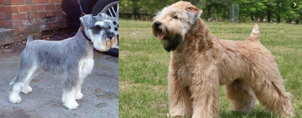 Wheaten Terrier vs Miniature Schnauzer - Breed Comparison