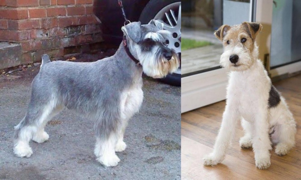 Wire Fox Terrier vs Miniature Schnauzer - Breed Comparison