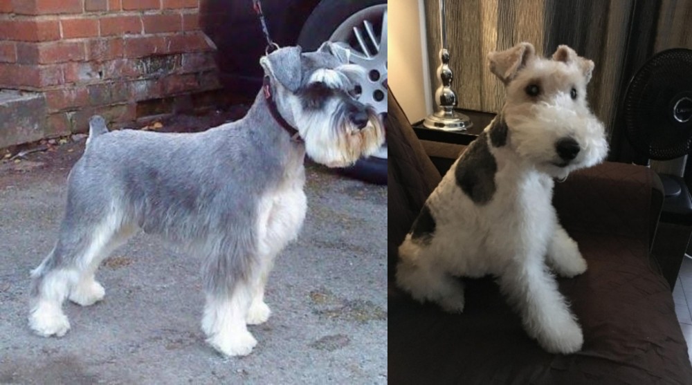 Wire Haired Fox Terrier vs Miniature Schnauzer - Breed Comparison