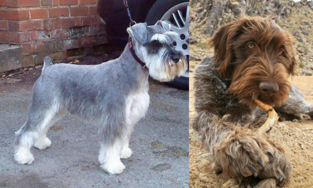 Wirehaired Pointing Griffon vs Miniature Schnauzer - Breed Comparison