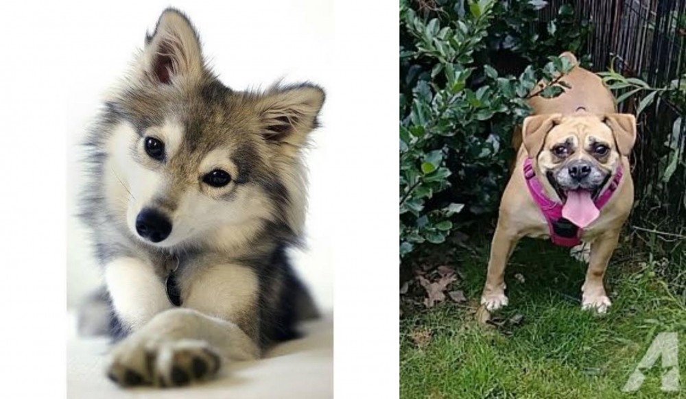 Beabull vs Miniature Siberian Husky - Breed Comparison
