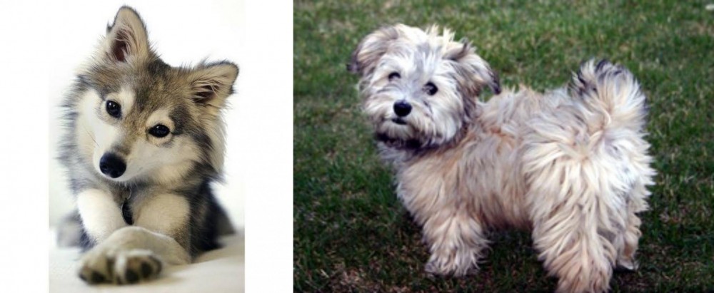 Havapoo vs Miniature Siberian Husky - Breed Comparison