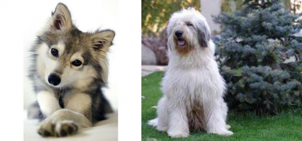 Mioritic Sheepdog vs Miniature Siberian Husky - Breed Comparison