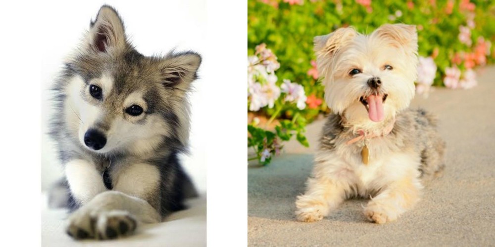 Morkie vs Miniature Siberian Husky - Breed Comparison