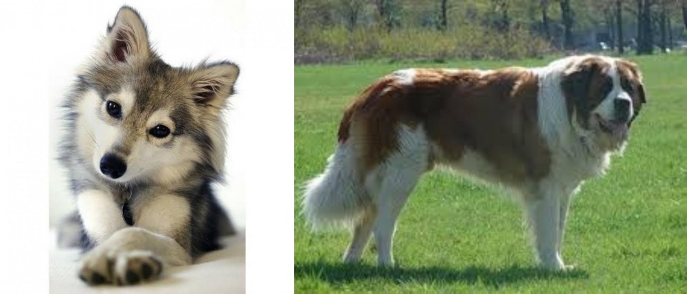 Moscow Watchdog vs Miniature Siberian Husky - Breed Comparison