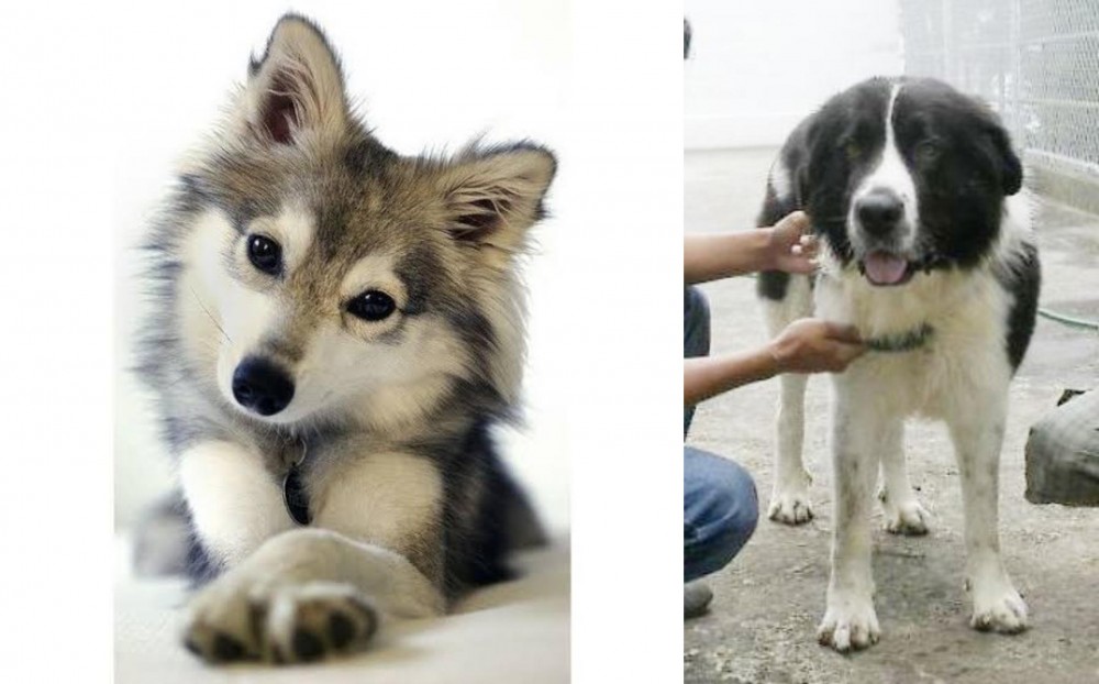 Mucuchies vs Miniature Siberian Husky - Breed Comparison