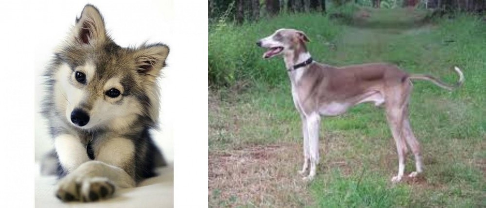 Mudhol Hound vs Miniature Siberian Husky - Breed Comparison