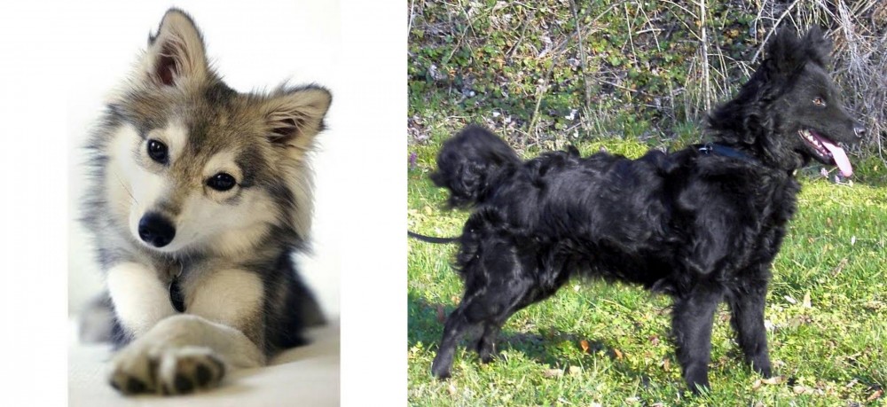 Mudi vs Miniature Siberian Husky - Breed Comparison