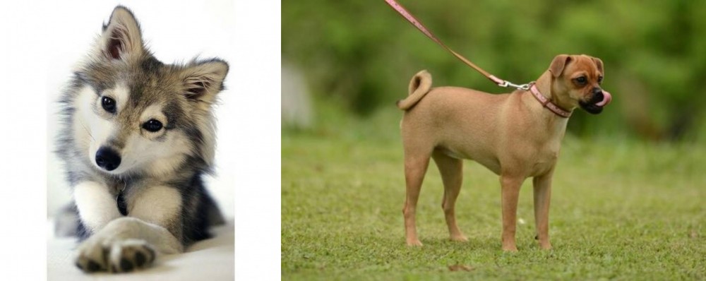 Muggin vs Miniature Siberian Husky - Breed Comparison