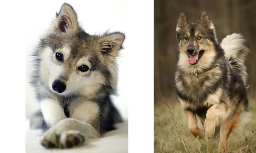 Native American Indian Dog vs Miniature Siberian Husky - Breed Comparison