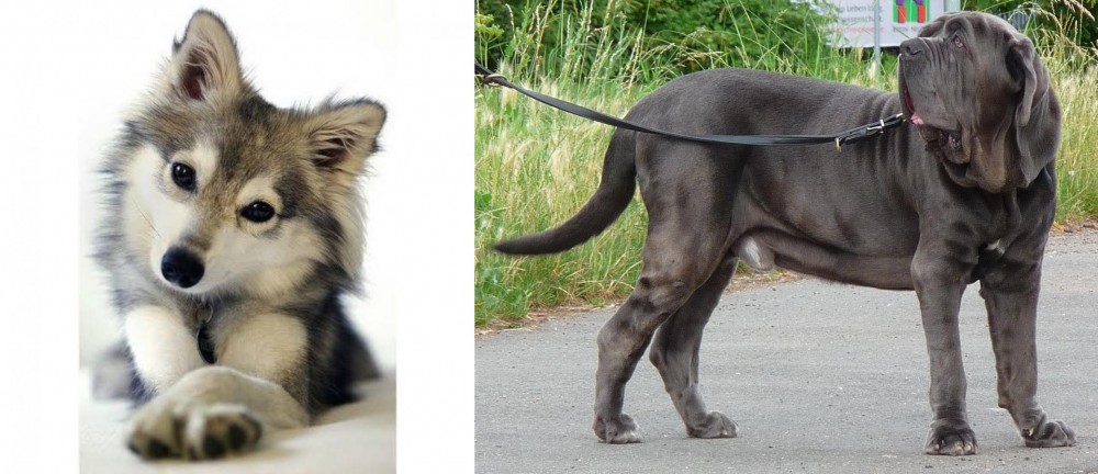 Neapolitan Mastiff vs Miniature Siberian Husky - Breed Comparison