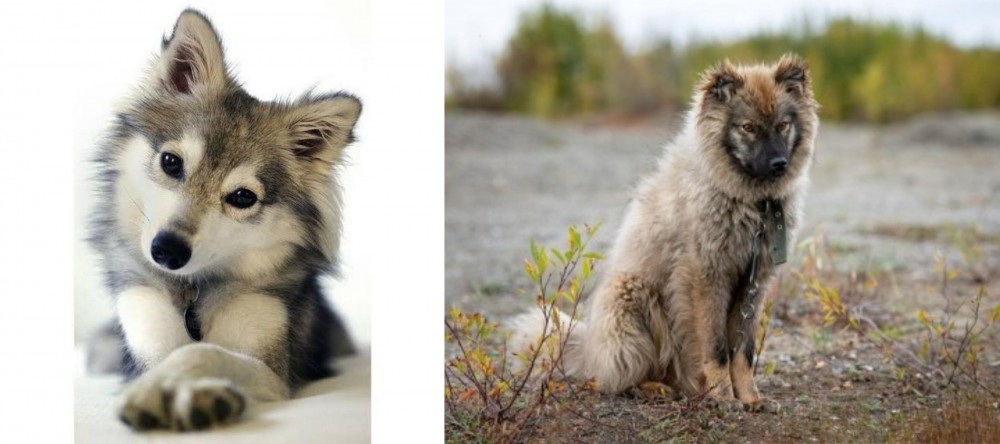 Nenets Herding Laika vs Miniature Siberian Husky - Breed Comparison