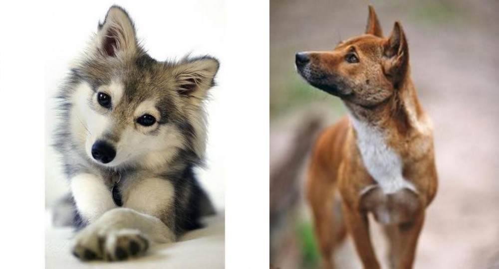 New Guinea Singing Dog vs Miniature Siberian Husky - Breed Comparison