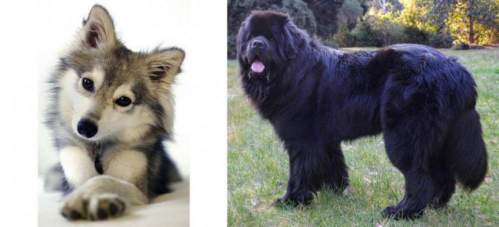 Newfoundland Dog vs Miniature Siberian Husky - Breed Comparison