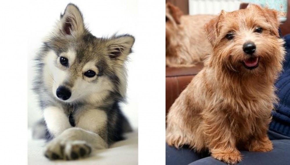 Norfolk Terrier vs Miniature Siberian Husky - Breed Comparison