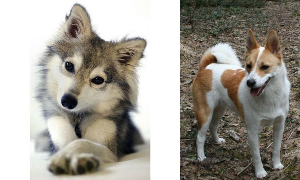 Norrbottenspets vs Miniature Siberian Husky - Breed Comparison