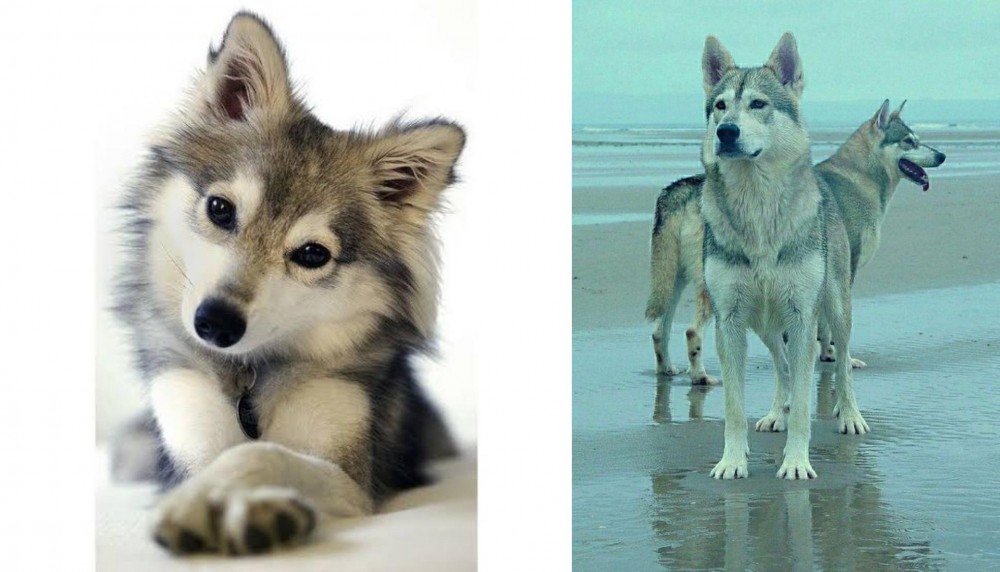 Northern Inuit Dog vs Miniature Siberian Husky - Breed Comparison