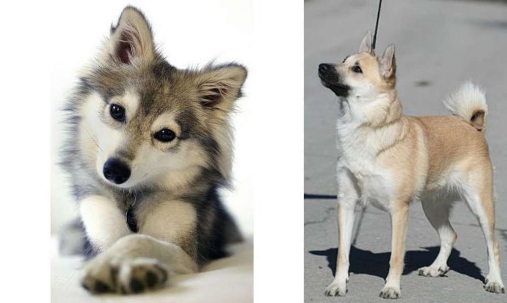 Norwegian Buhund vs Miniature Siberian Husky - Breed Comparison