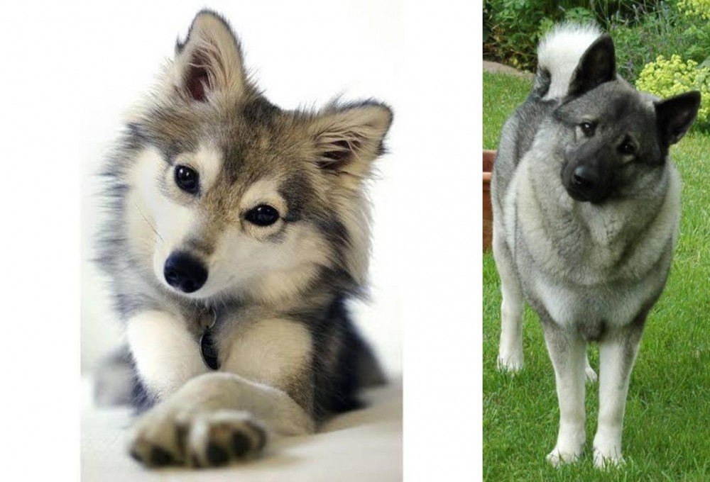 Norwegian Elkhound vs Miniature Siberian Husky - Breed Comparison