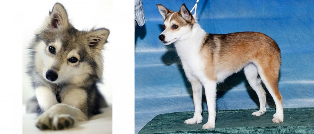 Norwegian Lundehund vs Miniature Siberian Husky - Breed Comparison