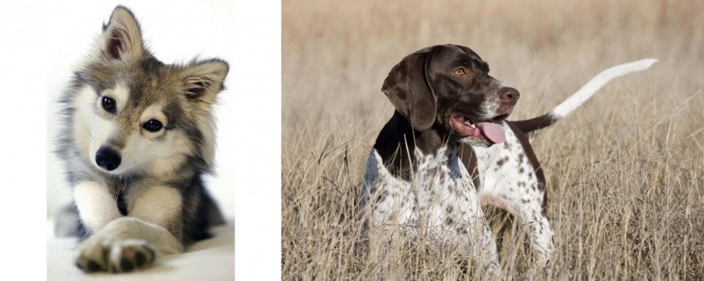 Old Danish Pointer vs Miniature Siberian Husky - Breed Comparison