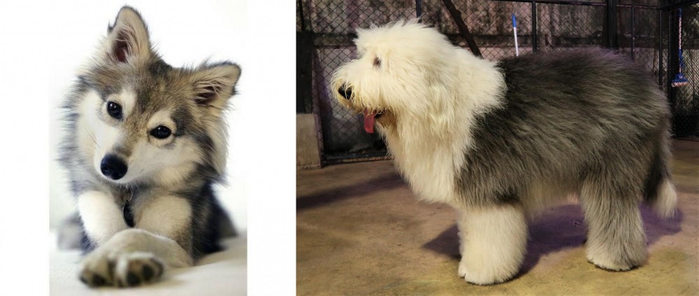 Old English Sheepdog vs Miniature Siberian Husky - Breed Comparison