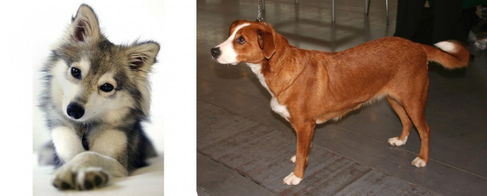 Osterreichischer Kurzhaariger Pinscher vs Miniature Siberian Husky - Breed Comparison