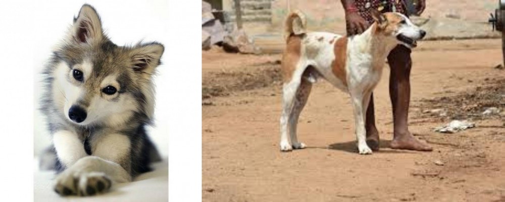 Pandikona vs Miniature Siberian Husky - Breed Comparison
