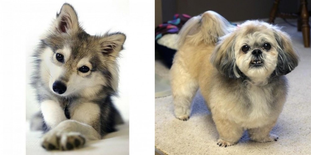 PekePoo vs Miniature Siberian Husky - Breed Comparison