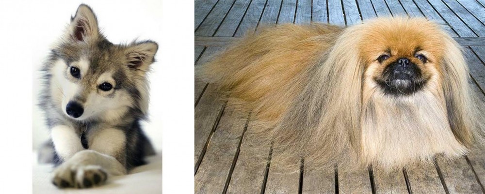 Pekingese vs Miniature Siberian Husky - Breed Comparison